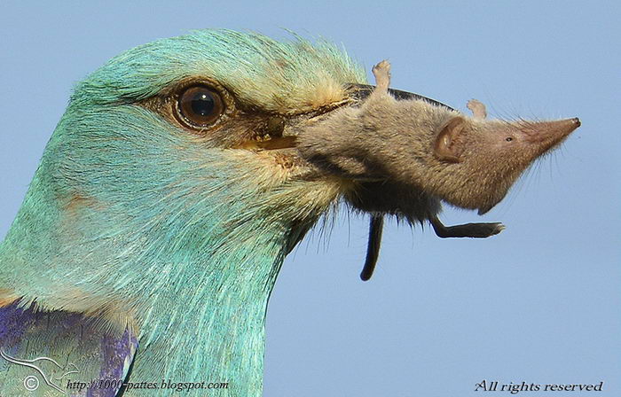 Coracias garrulus - сизоворонка