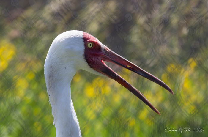 Стерх, белый журавль (Grus leucogeranus)