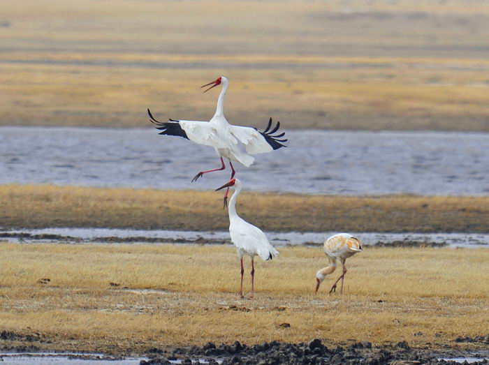 Стерх, белый журавль (Grus leucogeranus)