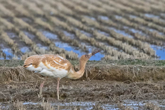 Стерх, белый журавль (Grus leucogeranus)