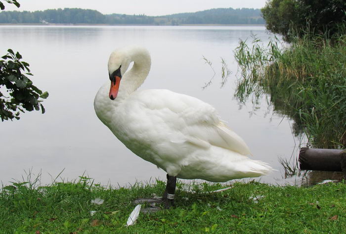 Лебедь шипун (Cygnus olor)