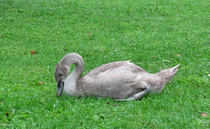 Лебедь шипун (Cygnus olor)