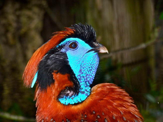 Трагопан Темминка (Tragopan temminckii)