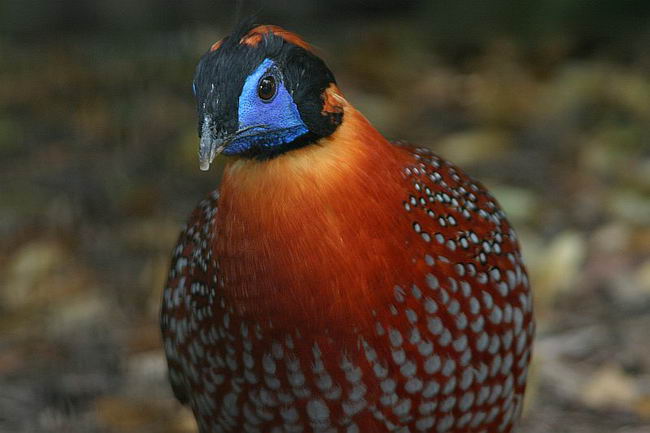 Трагопан Темминка (Tragopan temminckii)