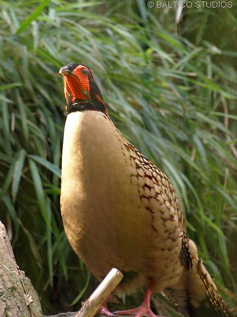 Трагопан Кабота (Tragopan caboti)