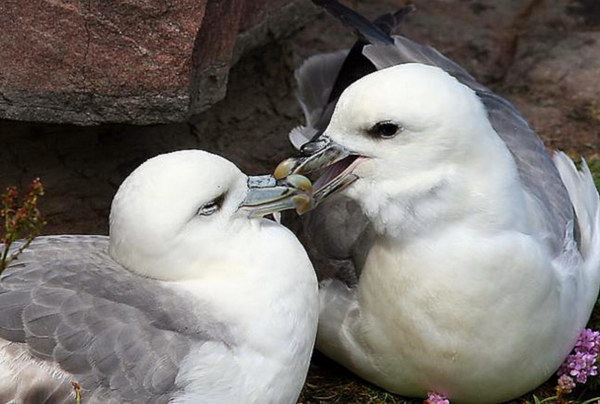 Глупыши (Fulmarus glacialis)