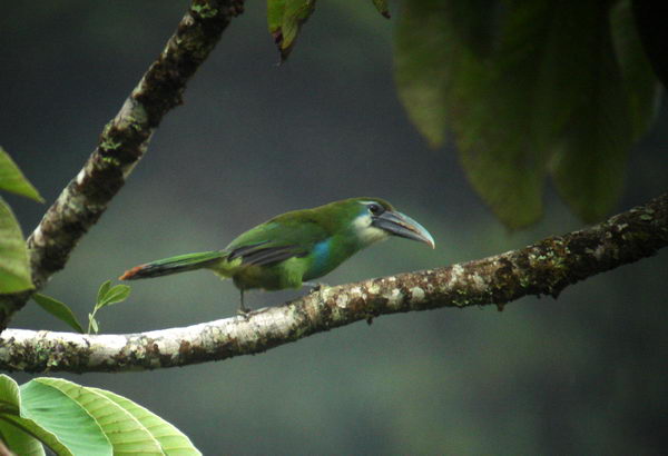 Сероклювый туканет (Aulacorhynchus coeruleicinctis)