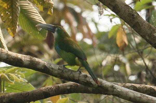 Сероклювый туканет (Aulacorhynchus coeruleicinctis)