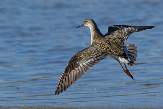 Турухтан (Philomachus pugnax)