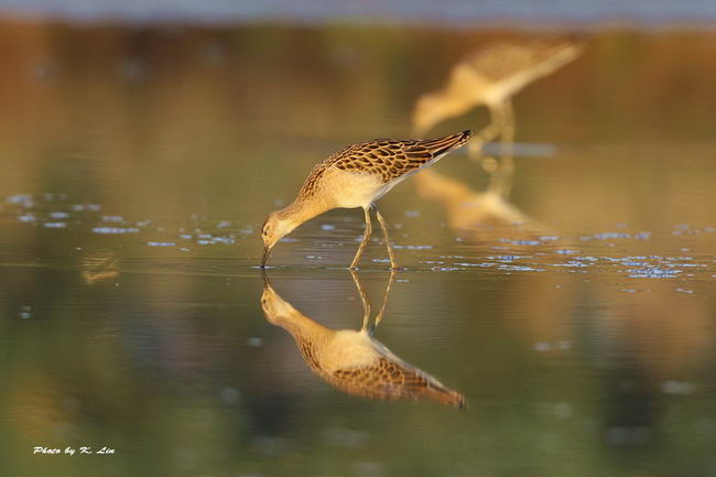 Турухтан (Philomachus pugnax)