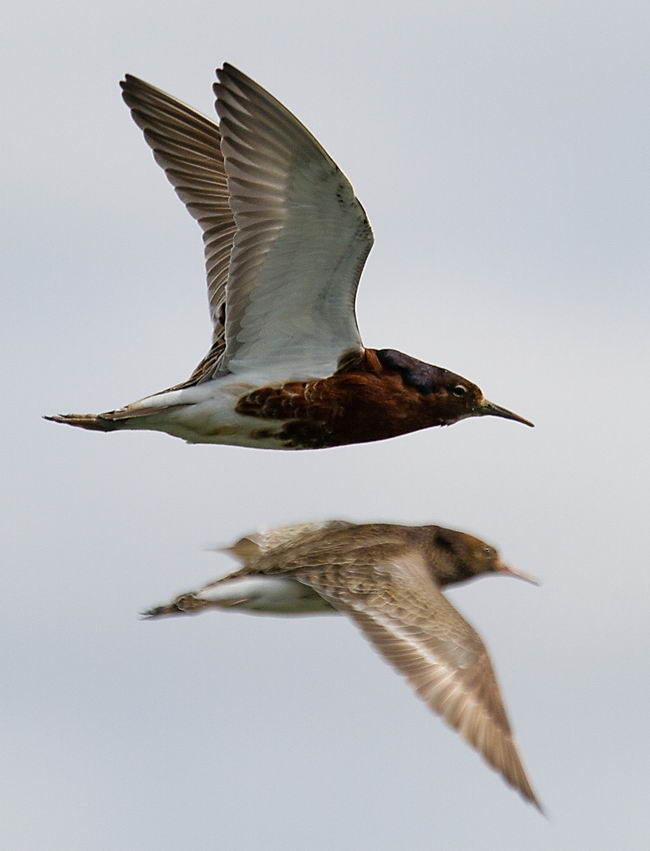 Турухтан (Philomachus pugnax)