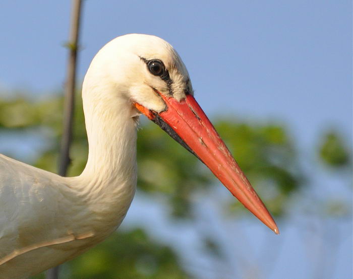 Белый аист (Ciconia ciconia)