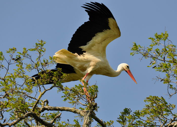 Белый аист (Ciconia ciconia)