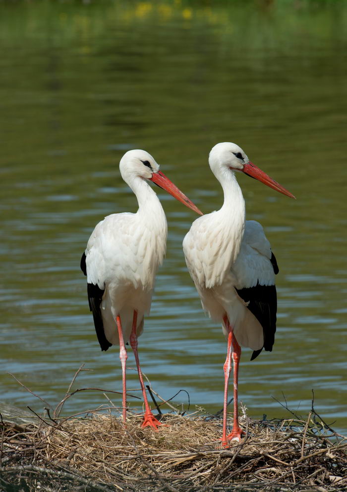 Белый аист (Ciconia ciconia)