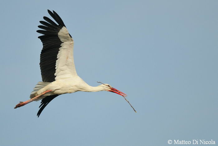 Белый аист (Ciconia ciconia)