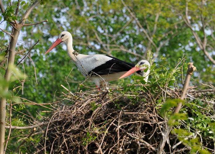 Белый аист (Ciconia ciconia)