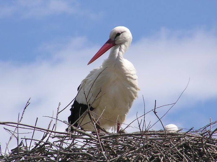 Белый аист (Ciconia ciconia)