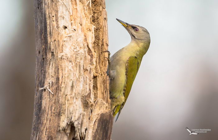 Седой дятел (Picus canus)