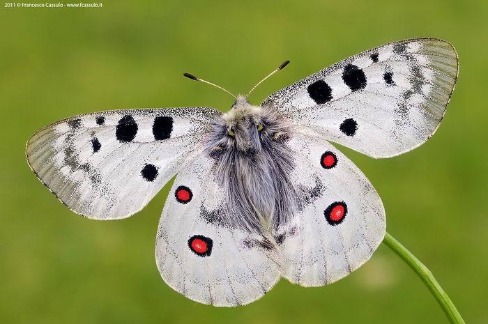 Аполлон бабочка (Parnassius apollo)