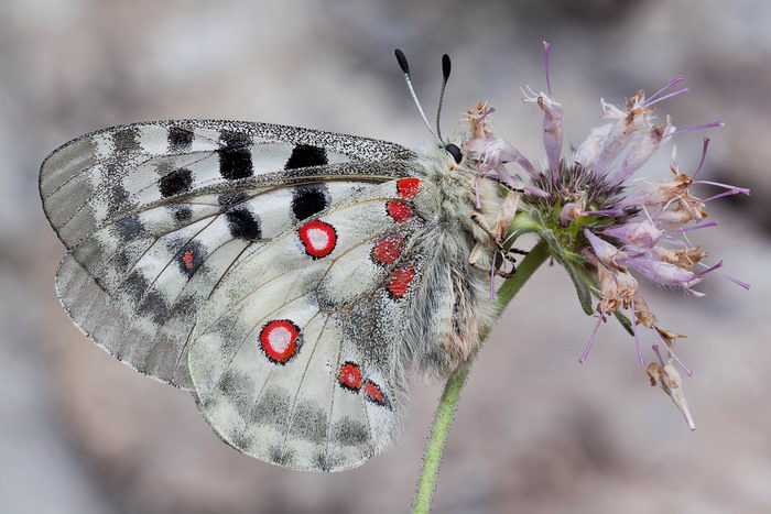 Аполлон бабочка (Parnassius apollo)