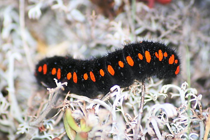 Аполлон бабочка (Parnassius apollo)