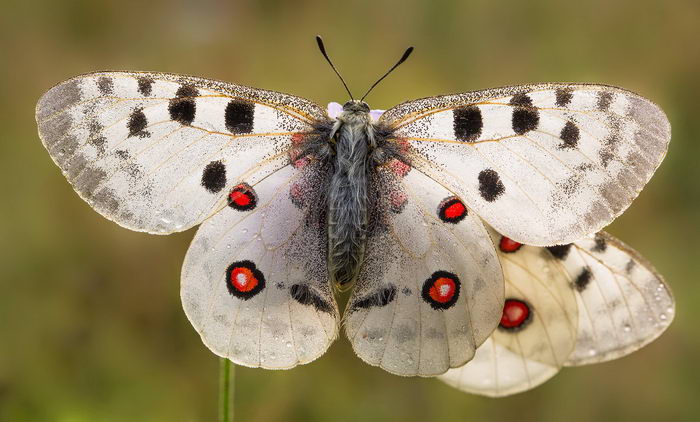 Аполлон бабочка (Parnassius apollo)