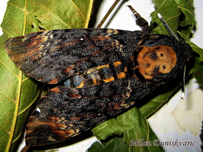 Мертвая голова - бабочка (Acherontia atropos)