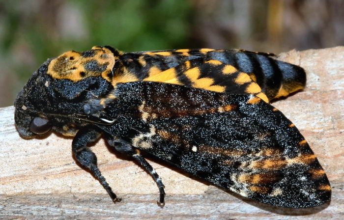 Мертвая голова - бабочка (Acherontia atropos)