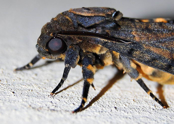 Мертвая голова - бабочка (Acherontia atropos)