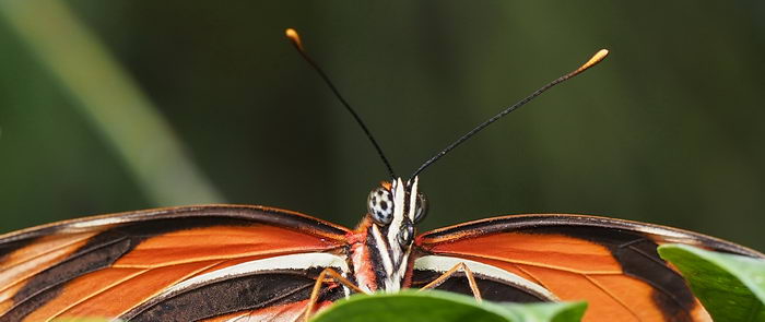 Данаида Монарх - Danaus plexippus