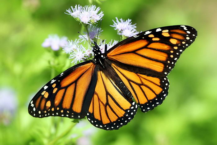 Данаида Монарх - Danaus plexippus