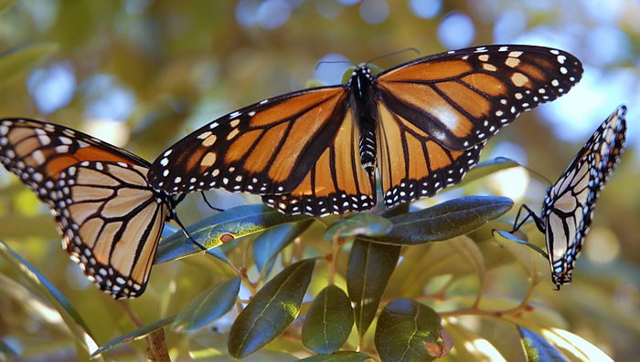 Данаида Монарх - Danaus plexippus