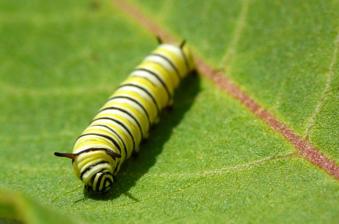 Данаида Монарх - Danaus plexippus - гусеница