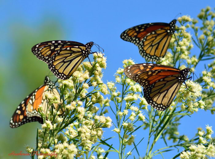 Данаида Монарх - Danaus plexippus