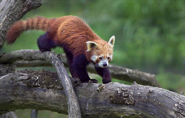 Малая красная панда (Ailurus fulgens)