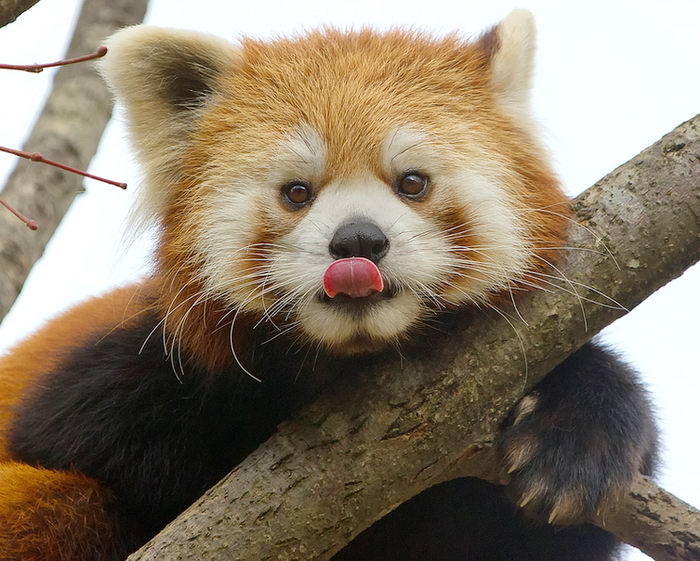 Малая красная панда (Ailurus fulgens)