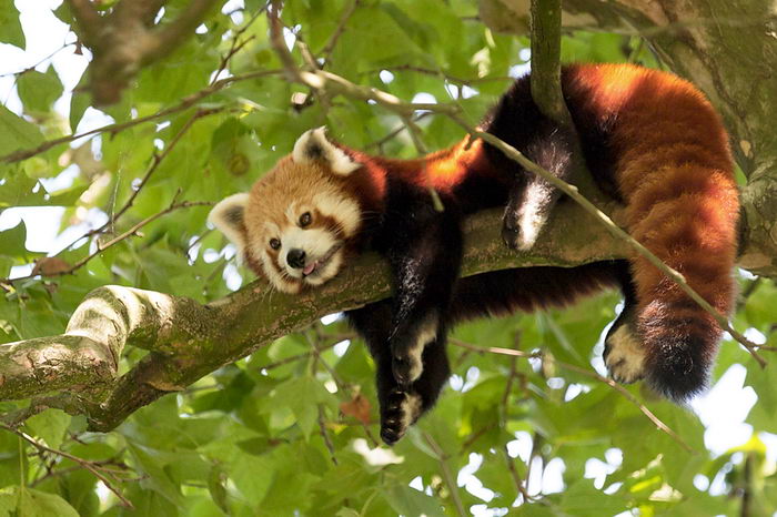 Малая красная панда (Ailurus fulgens)