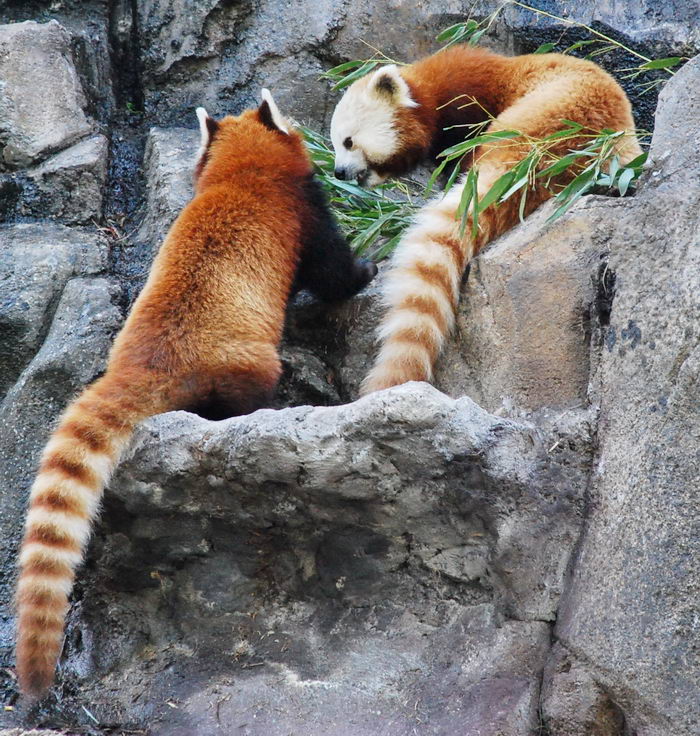 Малая красная панда (Ailurus fulgens)