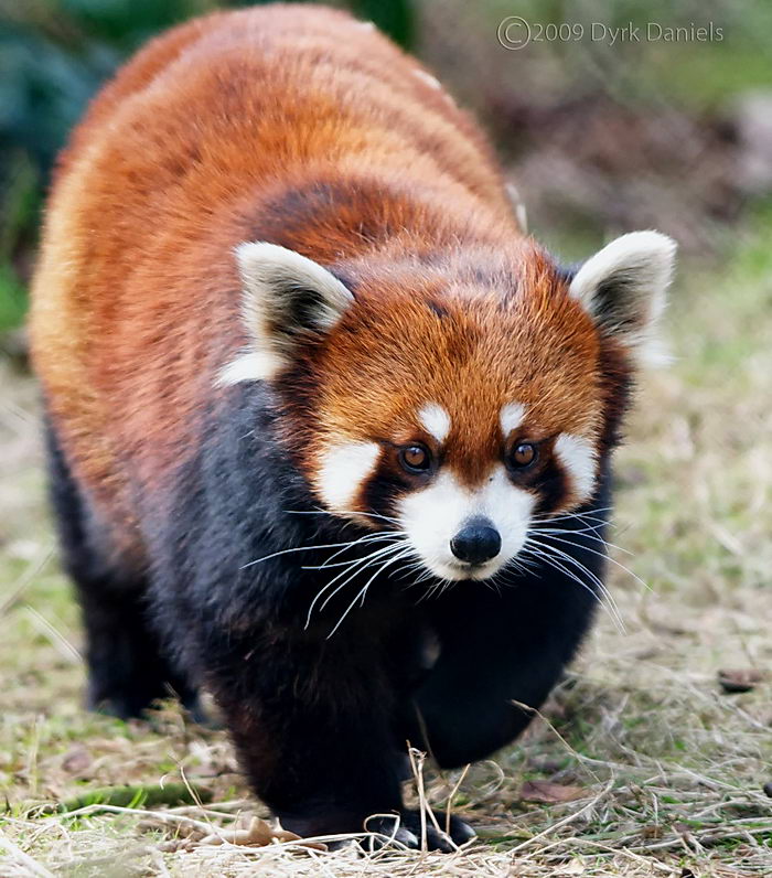 Малая красная панда (Ailurus fulgens)