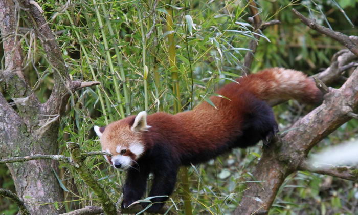 Малая красная панда (Ailurus fulgens)