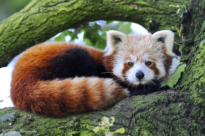 Малая красная панда (Ailurus fulgens)