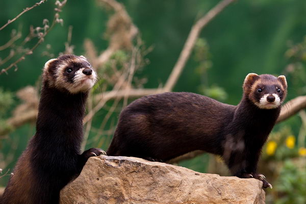 Лесной хорек (Mustela putorius)