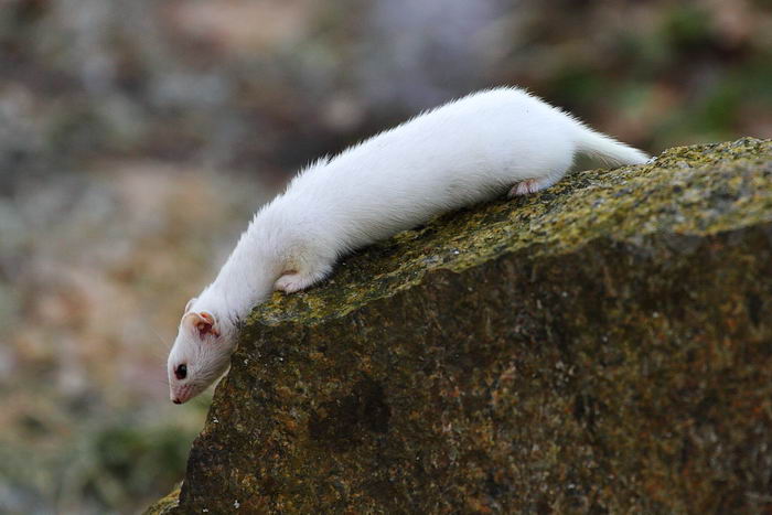 Ласка обыкновенная (Mustela nivalis)