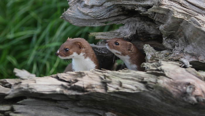 Ласка обыкновенная (Mustela nivalis)