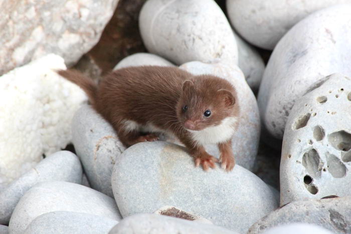 Ласка обыкновенная (Mustela nivalis)