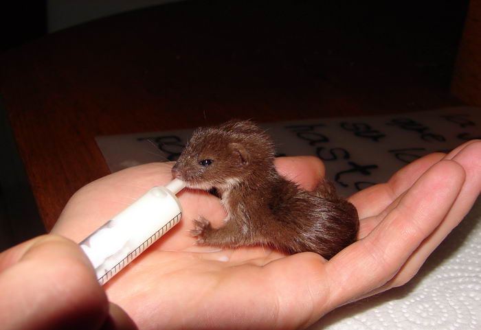 Ласка обыкновенная (Mustela nivalis) в доме