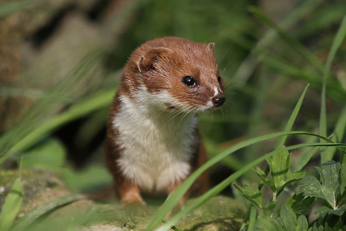 Ласка обыкновенная (Mustela nivalis)