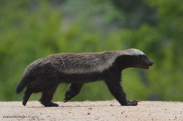 Медоед (Mellivora capensis)