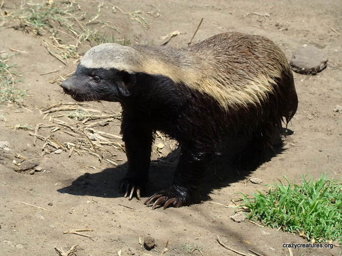 Медоед (Mellivora capensis)