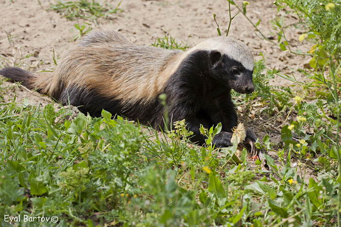 Медоед (Mellivora capensis)